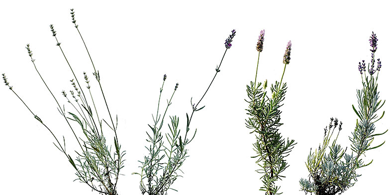 Lavendelsorten v.l.n.r.: Lavandula x intermedia «Alba» (Lavandin), Lavandula x chaytorae «Richard Gray» (Silberlaubiger oder Englischer Lavendel), Lavandula dentata (Gezähnter Lavendel) und Lavandula angustifolia «Hidcote Blue» (Echter Lavendel).