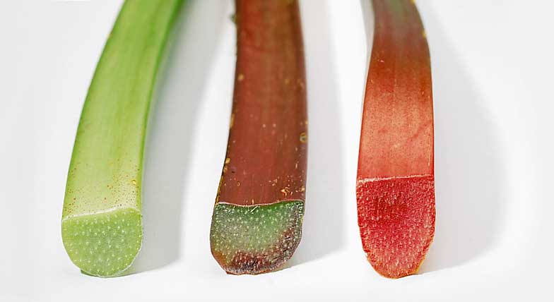 Rhabarber-Sorten, v.l.n.r.: grüner (herb und ziemlich sauer), roter (weniger herb, säuerlich) und Erdbeer-Rhabarber (mild).