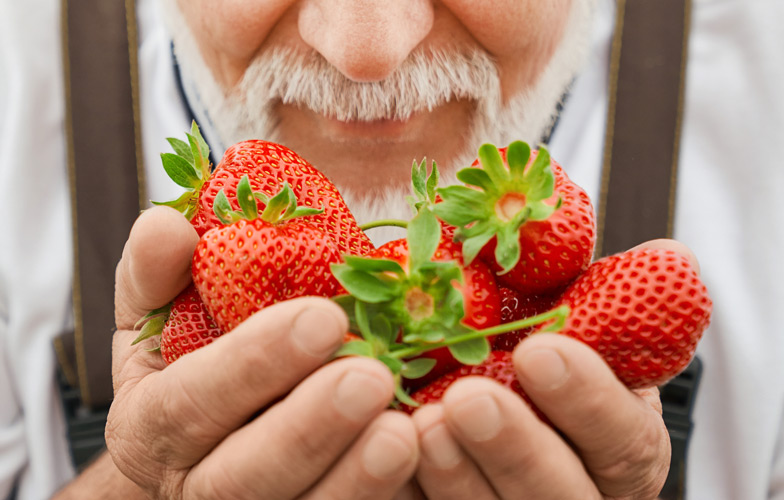 Schweizer Erdbeeren duften intensiver, weil sie reif geerntet werden und nicht lange unterwegs sind. <br>Bild: serhiibobyk - stock.adobe.com