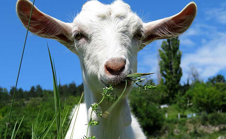 Die meisten Schweizer Ziegen grasen auf Alpweiden. Ihr Fleisch ist daher fettarm und zart. Foto: iStock
