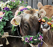 Olma: Vieh- und Wurstparade
