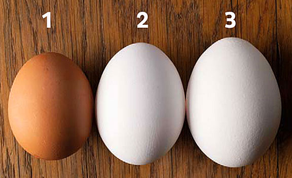 Quelles sont les différentes tailles des œufs?