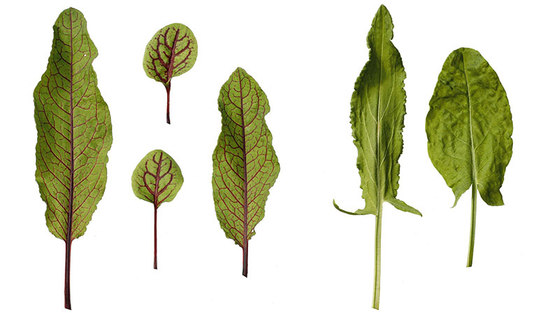 Les feuilles jeunes et tendres de l’oseille sanguine (à gauche) et de l’oseille commune peuvent se récolter du printemps jusqu’au cœur de l'été.