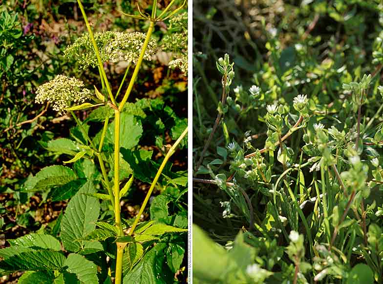 <b>Herbe aux goutteux</b> (à gauche) et <b>mouron des oiseaux</b>: détestés dans le jardin, mais délicieux dans l’assiette. Photos: Beat Ernst, Bâle