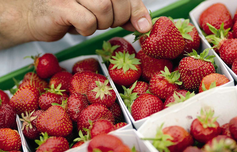 Auf dem Markt oder im Bauernhofladen ist die Chance am grössten, die Erdbeersorte zu erfahren.