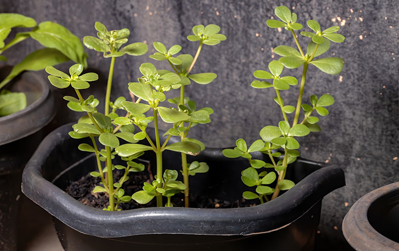 Le pourpier d’été (Portulaca oleracea) se cultive aussi en pot. (Photo: iStock | ViniSouza128)