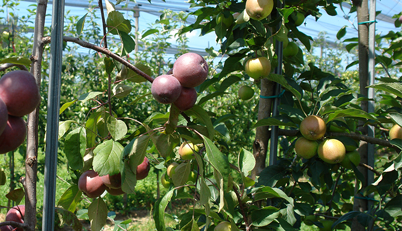 Reiches Apfelland: Über tausend Sorten Äpfel sind in der Schweiz in regionalen Sammlungen gesichert.