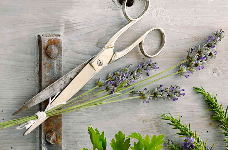 Lavendel lässt sich in der Hausapotheke, in der Küche und im Haushalt äusserst vielseitig verwenden.
