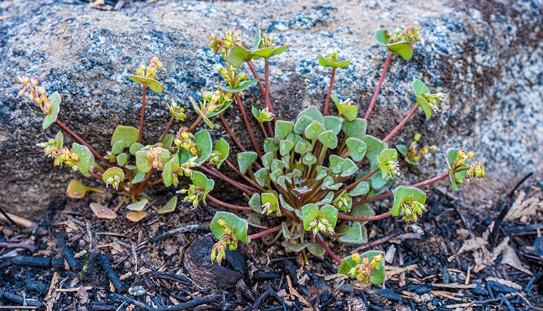Pflanze des Winter-Portulaks (Claytonia perfoliata) mit Blättern in verschiedenen Stadien. (Bild: iStock | Gerald Corsi)