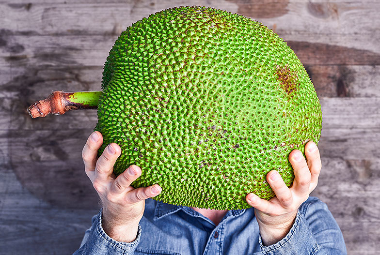 Die Jackfruit kann bis zu 1 Meter lang und 10 Kilo schwer werden.