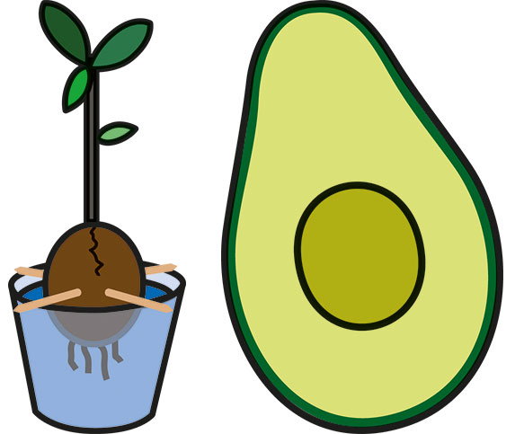 Avocado anpflanzen