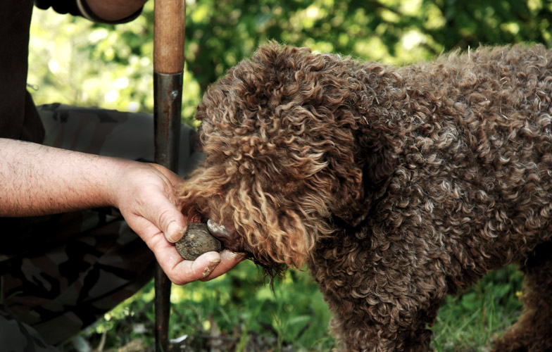 Non seulement un formidable chien de compagnie, mais aussi un excellent chercheur de truffes: le Lagotto Romagnolo.Photo: Ricant Images - stock.adobe.com
